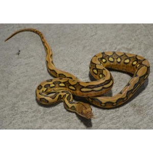 Yellow and brown patterned snake coiled on a gray concrete surface.