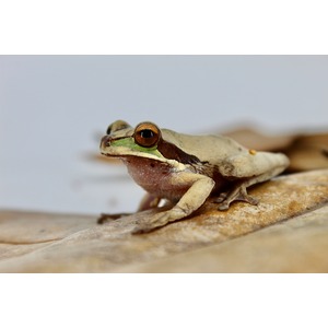 Beige frog with orange eye and green facial stripe sits on a textured rock, facing left.
