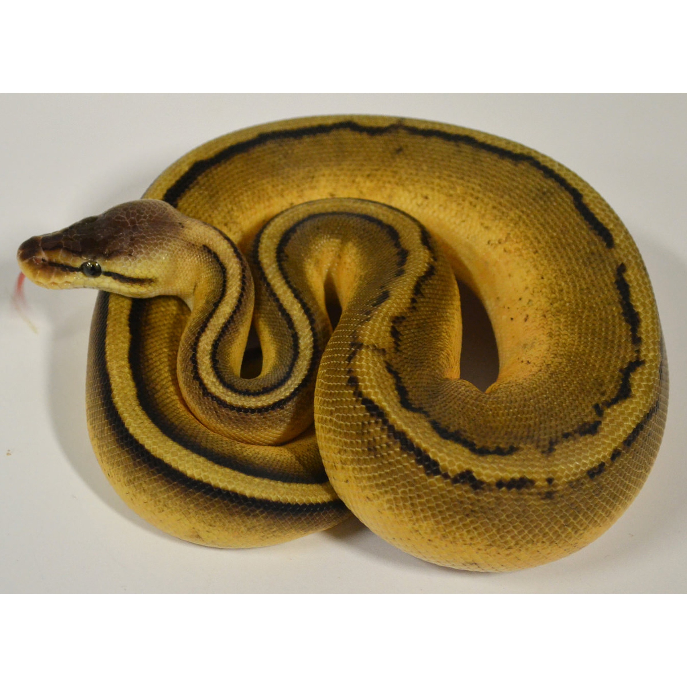 Coiled yellow ball python with dark brown to black saddle markings along its body.