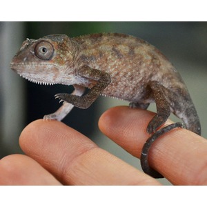Small brown gecko perched on a finger, showing textured scales and a curved tail.