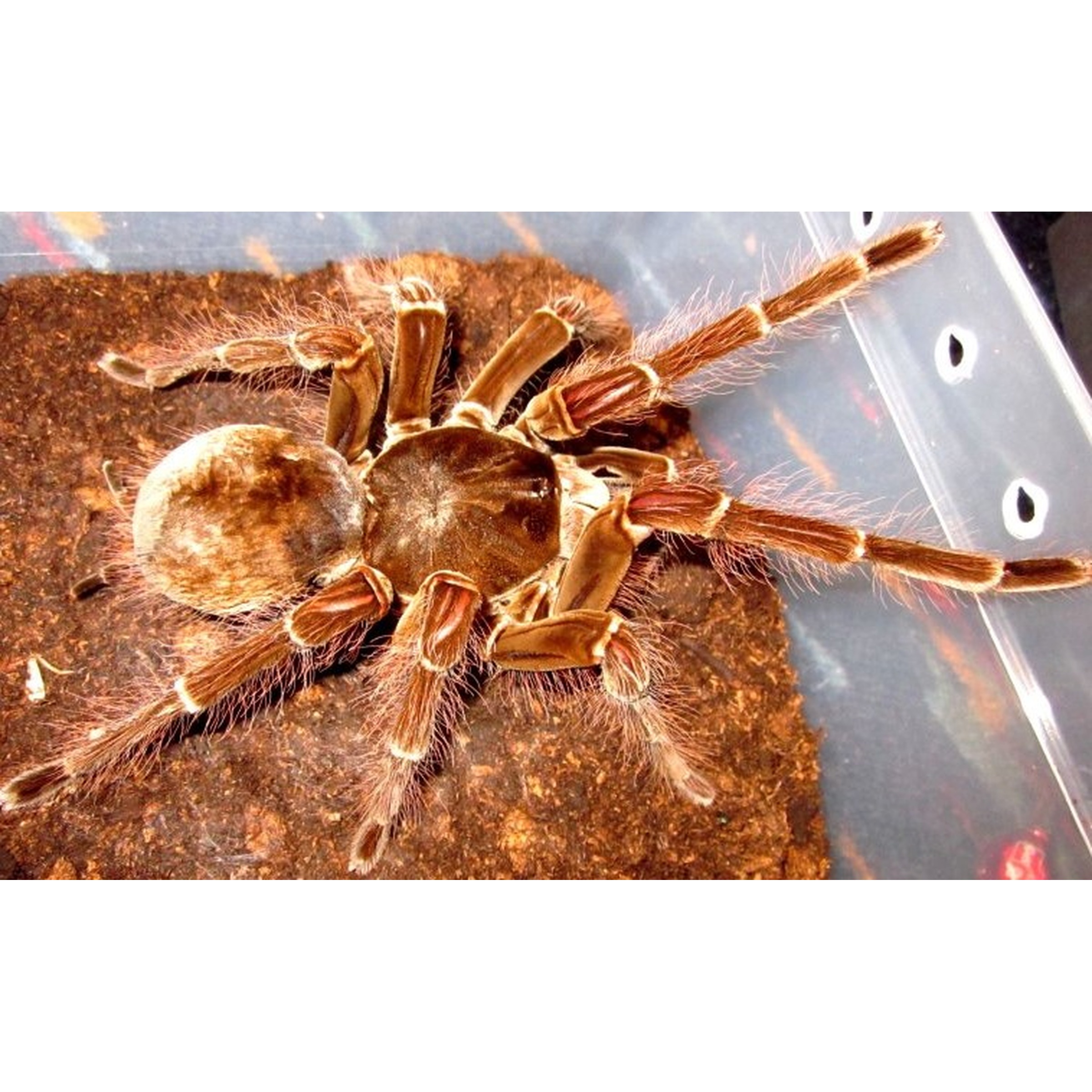 Brown tarantula with thick hairy legs in a clear plastic enclosure on dirt, showing its large body.