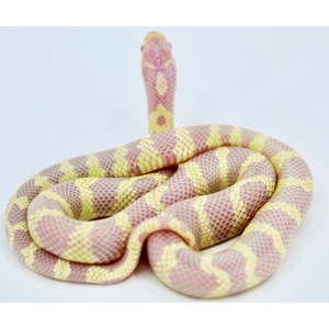 Coiled pink and yellow patterned snake with head raised upright.