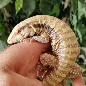 Colorful gecko with yellow-brown pattern wrapped around a person's fingers.