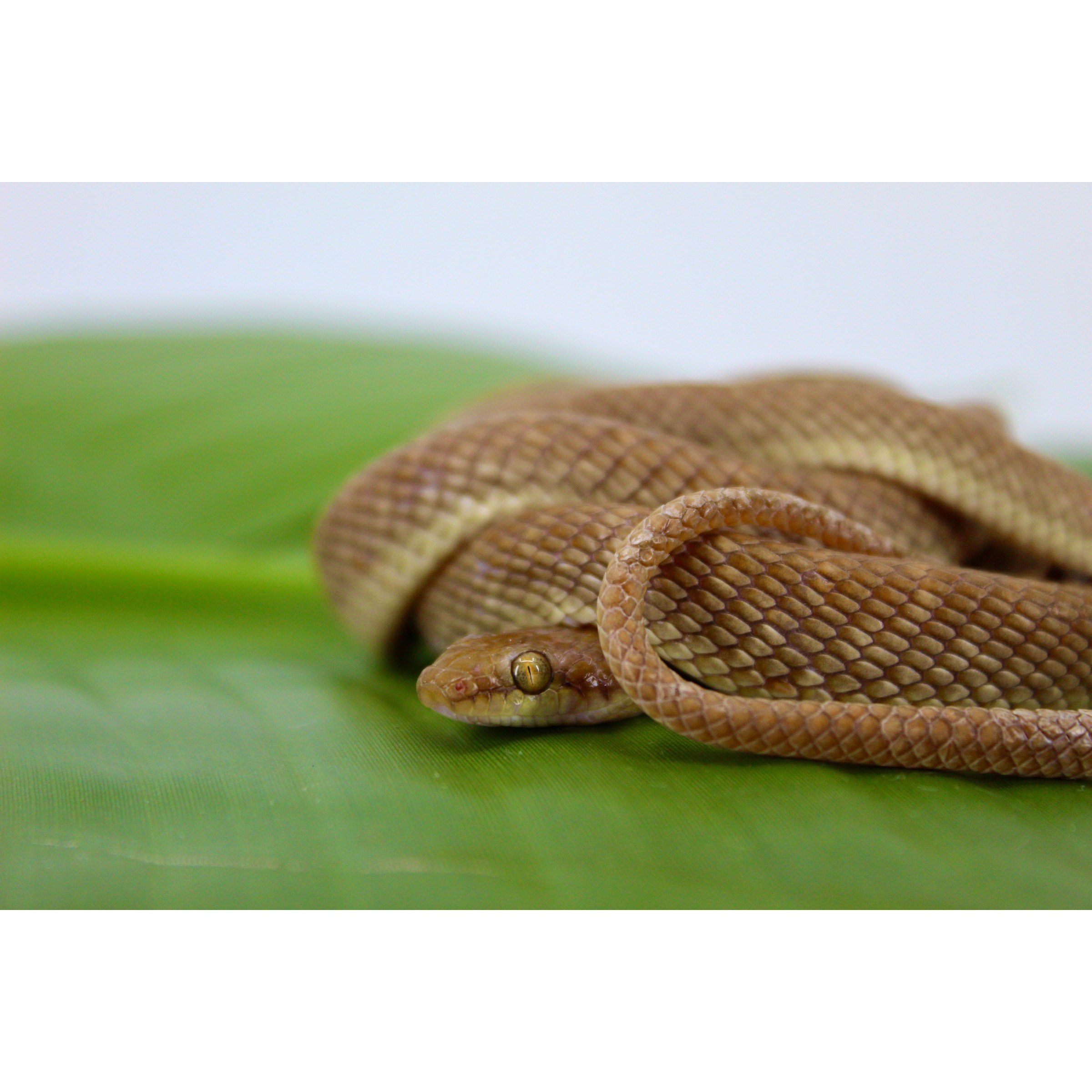Coiled brown snake with a yellowish belly rests on a green leaf; close-up head shows a yellow-green eye.