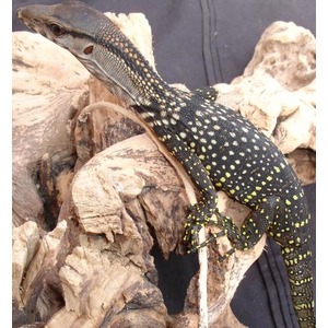 Speckled black lizard with yellow spots perched on rugged rocks.