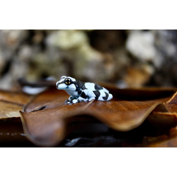 Small black-and-white striped frog perched on a curled brown leaf with a blurred background.
