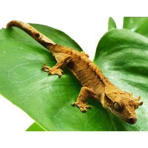 Brown crested gecko resting on a large, vibrant green leaf