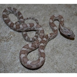 Light brown and tan banded snake coiled on a rough concrete surface.