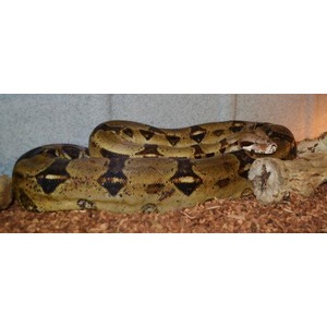A large brown patterned snake coiled on the ground near a log.