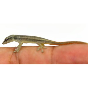 Small gray-brown lizard with an orange tail perched on a fingertip.