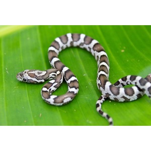 Small brown-and-white banded snake coiled on a bright green leaf.