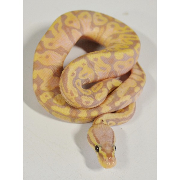 Pastel pink and yellow patterned ball python coiled, head facing the camera on a white surface.