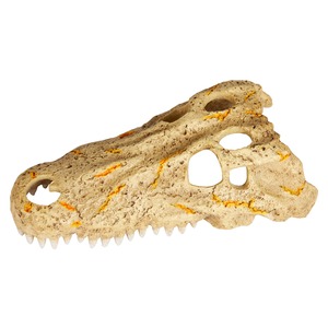 Fossilized dinosaur skull with sharp teeth, large eye sockets, beige rock texture.