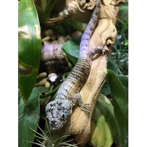 Small gray-green lizard with patterned scales crawls along a brown branch among green leaves.
