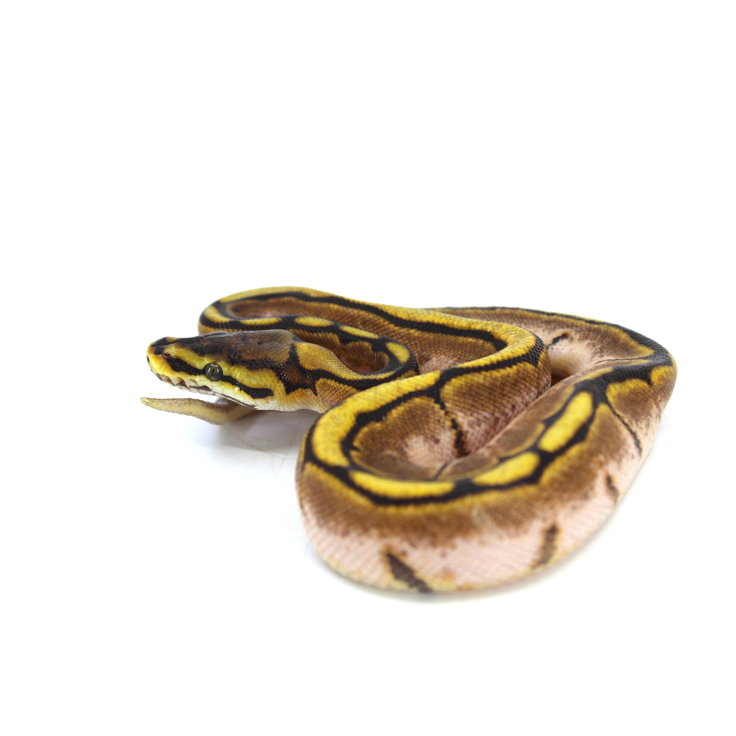 Coiled yellow-and-brown striped snake on a white background.