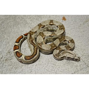 Coiled gray-brown snake with orange-brown markings on a concrete floor.