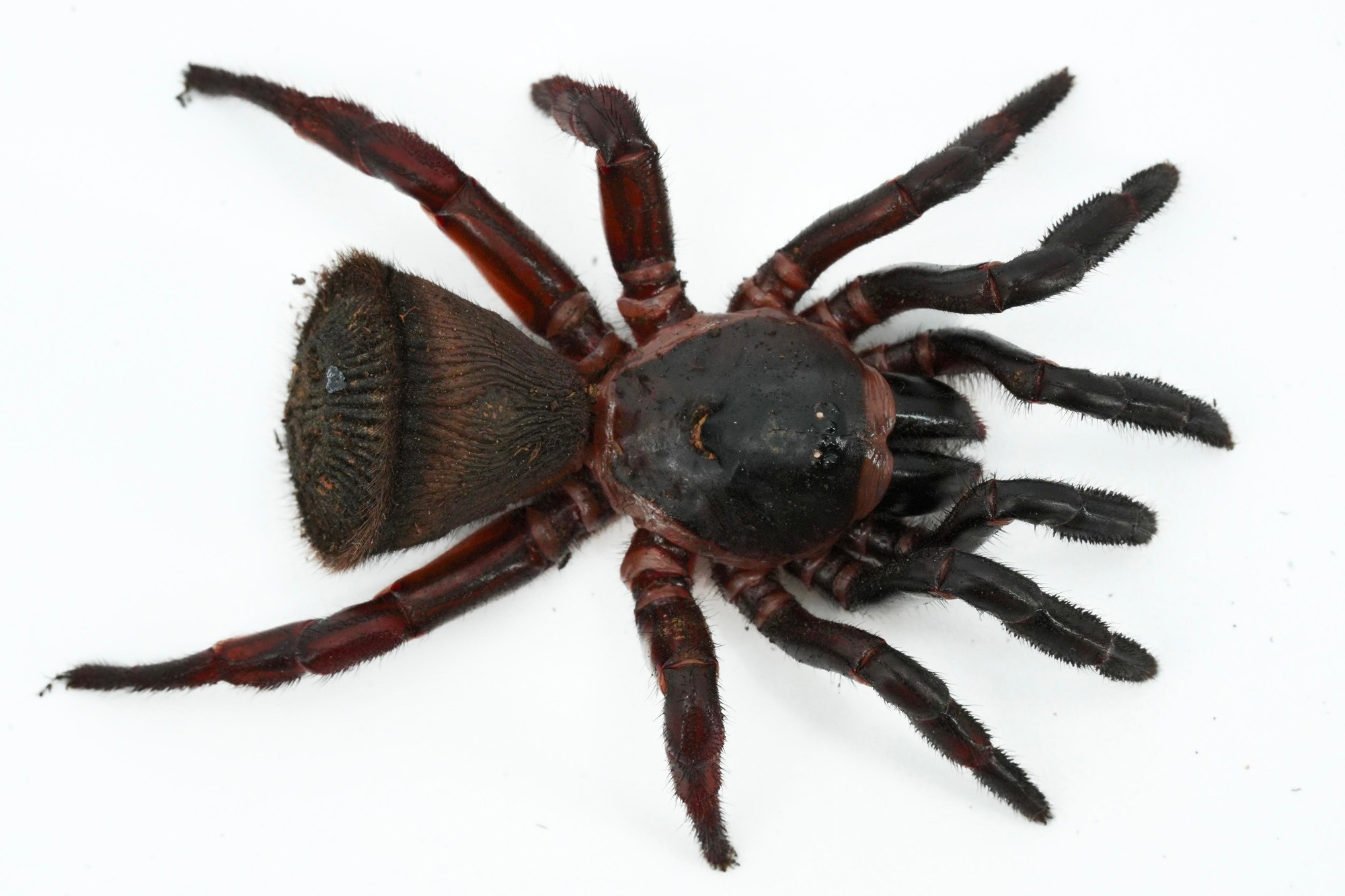 Spider  Hourglass Trapdoor Spiders | LLLReptile