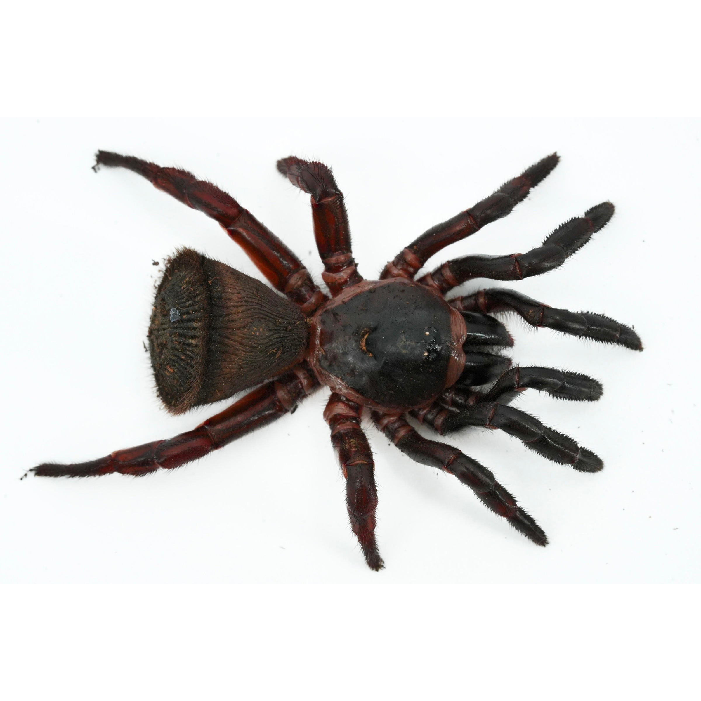 Spider  Hourglass Trapdoor Spiders | LLLReptile