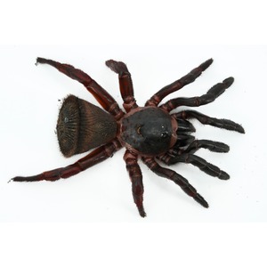 Dark brown fuzzy spider with thick, hairy legs splayed on a white background