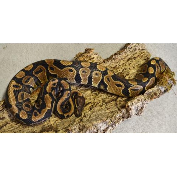Small Yellow Belly Ball Pythons | LLLReptile