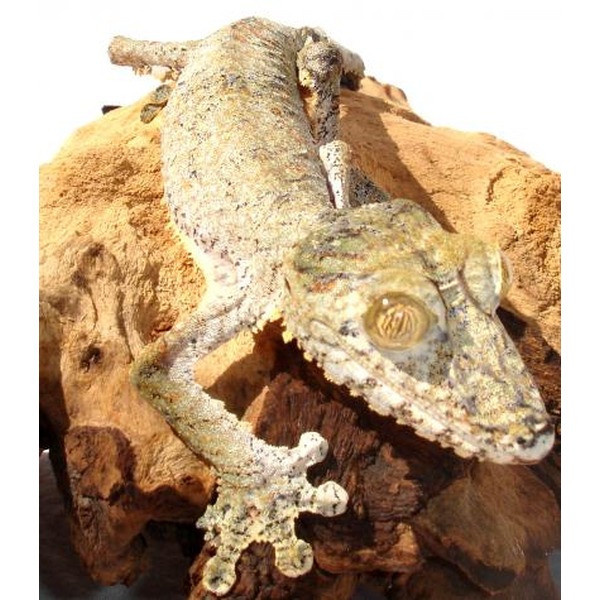 Gray-green gecko perched on orange rocks, close-up of head and clawed feet.