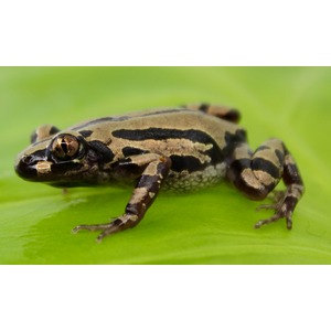 Camouflaged tan and black patterned frog rests on a green leaf, close-up view of eye and front limbs.