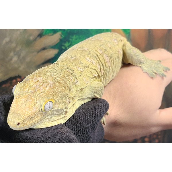 Beige-green gecko perched on a gloved hand, close-up of textured scales and yellow eye.