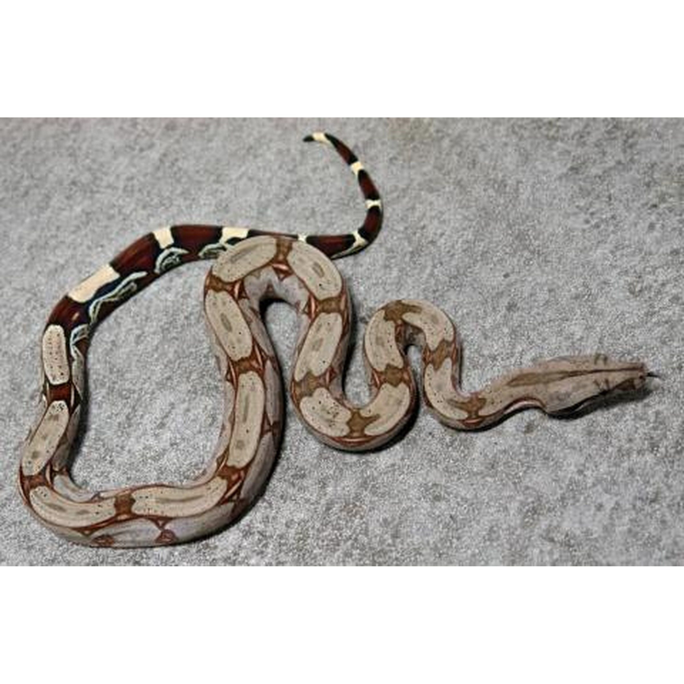 A brown patterned snake coiled on a gray concrete surface.