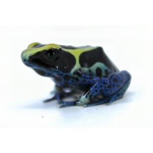 Small plastic frog figurine with green, black, and blue patches on a white background.