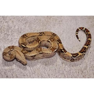 Coiled brown and tan patterned snake on a light concrete floor.