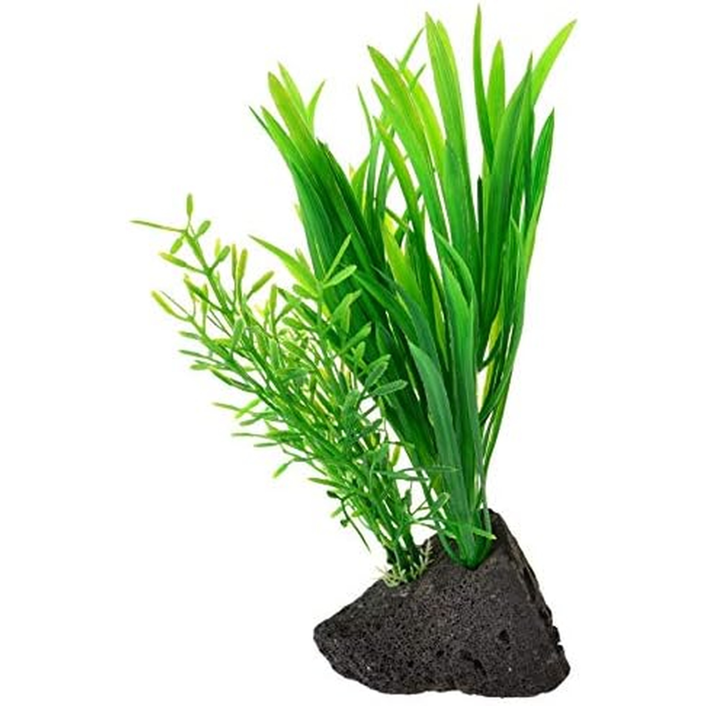 Aquarium plants with tall green grass-like leaves rooted on a dark rock.