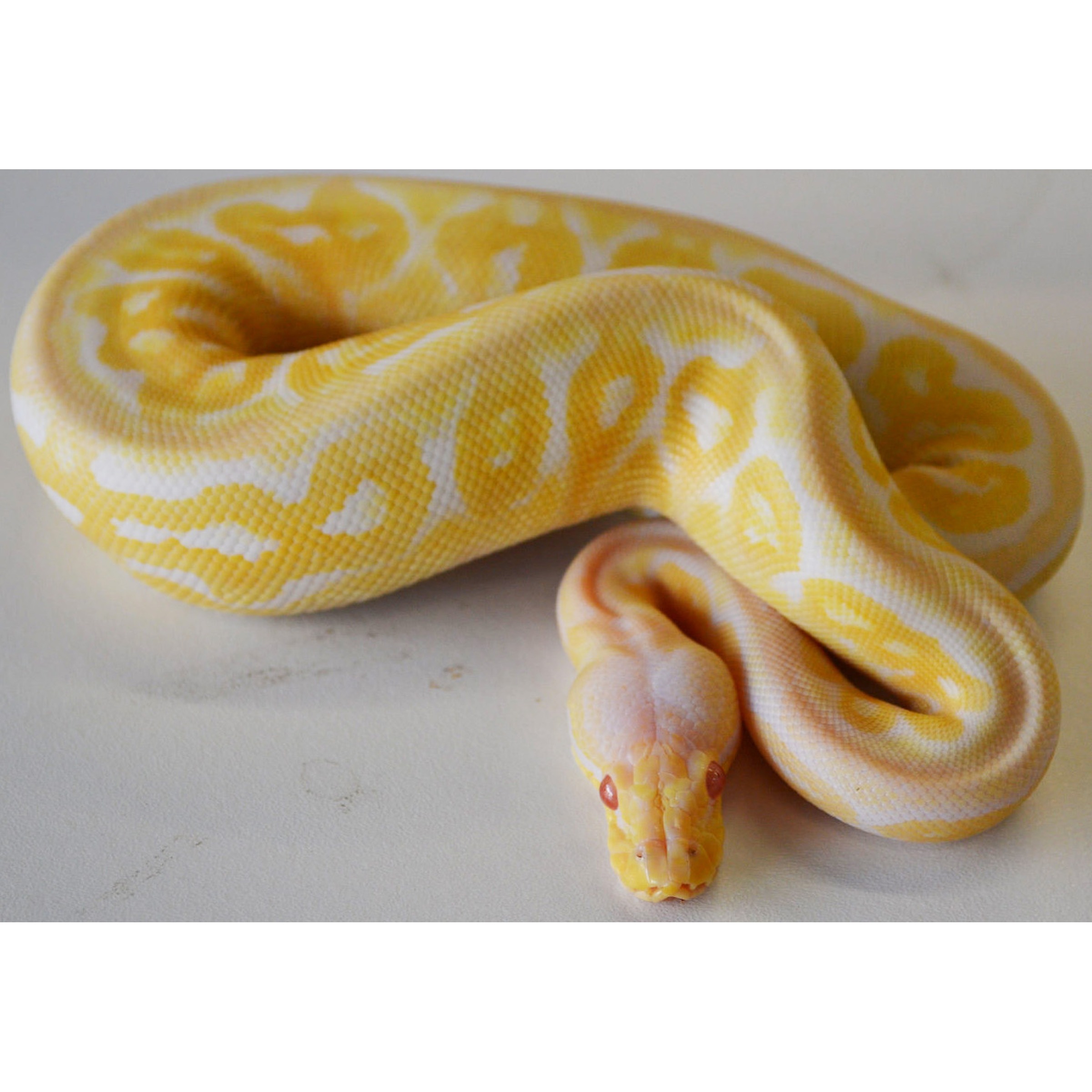 Albino yellow and white ball python coiled on a light surface, head forward with red eyes.