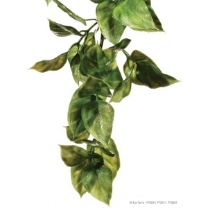 Green, glossy leafy vine draping downward against a white background.