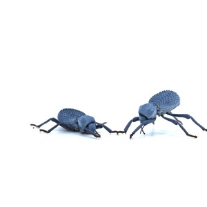 Two textured dark-blue beetles crawl apart on a white background.