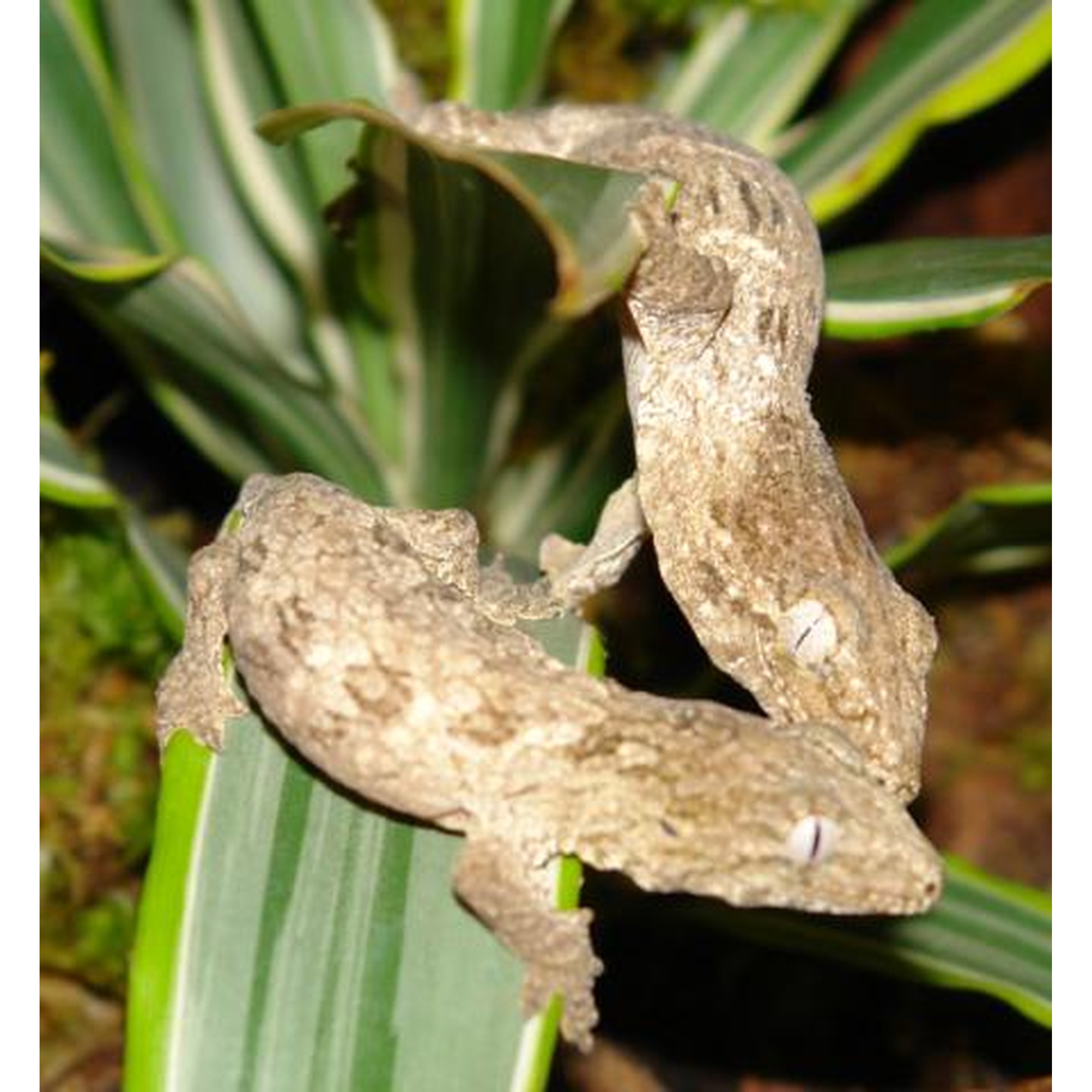 Brown twig mantis camouflaged on green plant leaves.