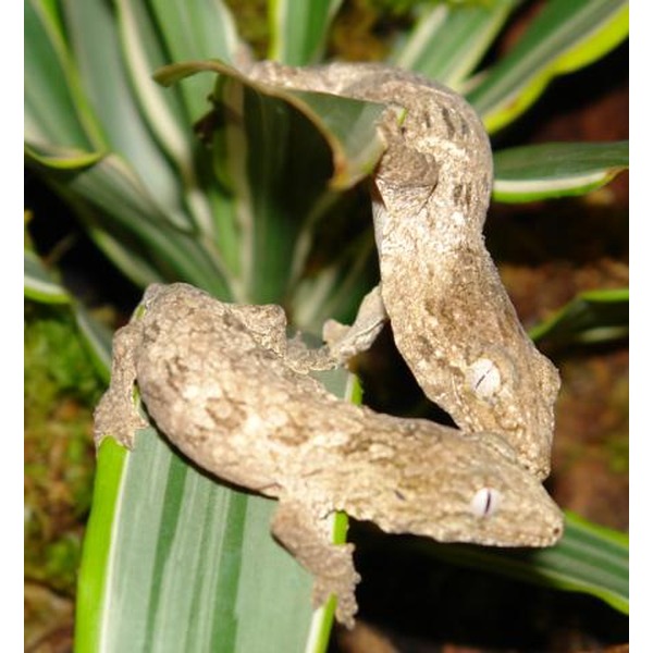 Brown twig mantis camouflaged on green plant leaves.