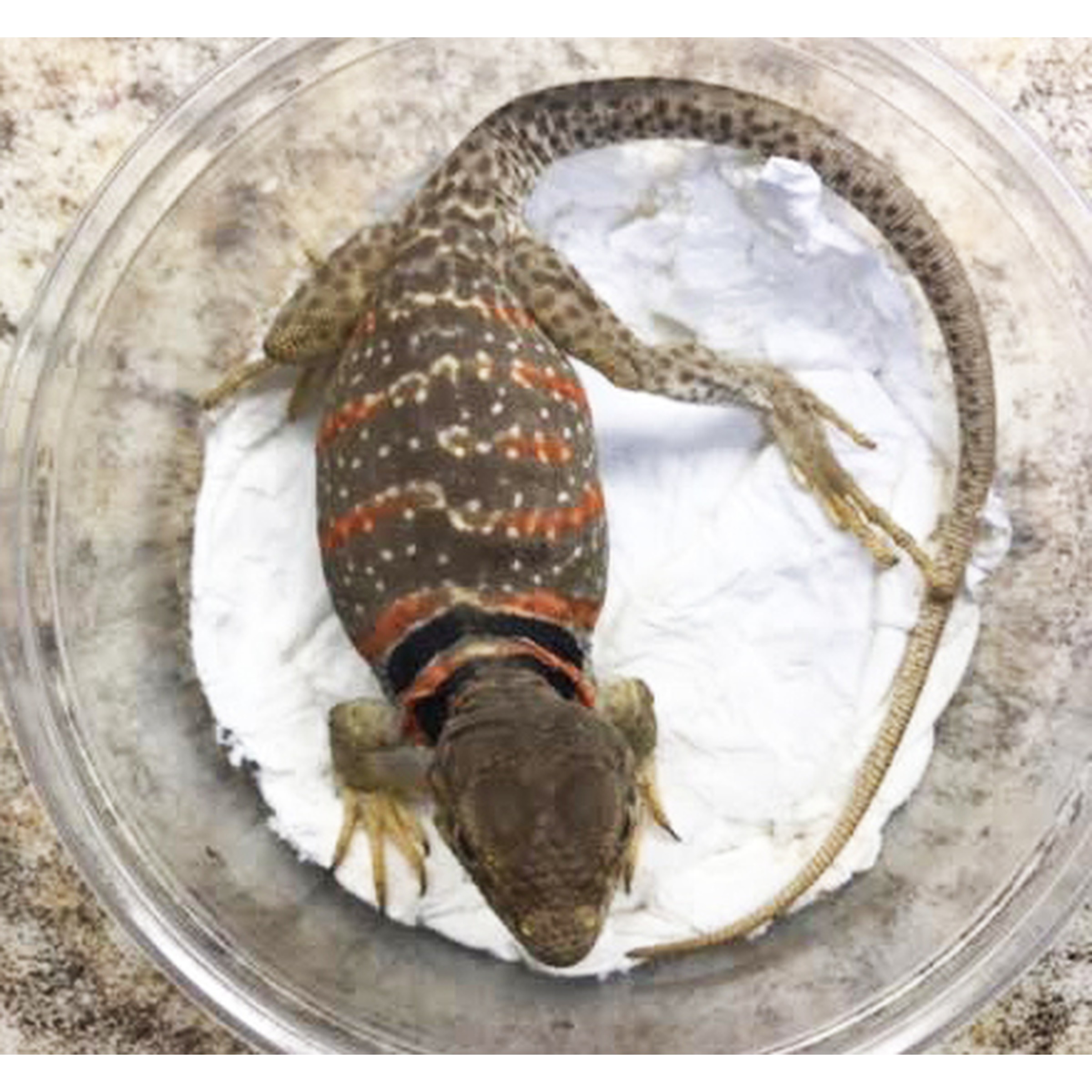 Lizard with orange bands on a dark body in a shallow plastic dish lined with paper towels.