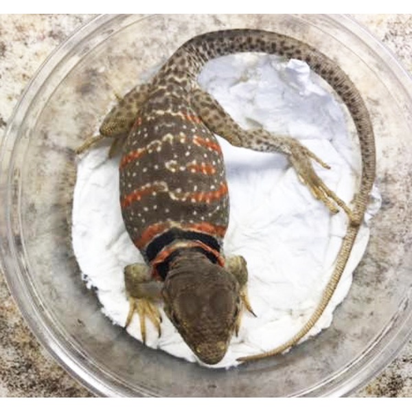 Lizard with orange bands on a dark body in a shallow plastic dish lined with paper towels.