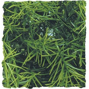 Dense, bright green, needle-like leaves densely intertwined.