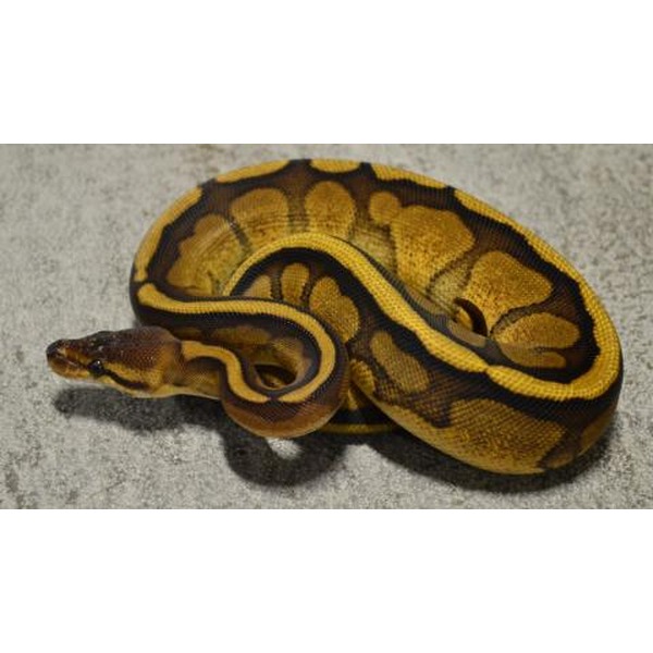Coiled ball python with yellow and brown markings on a gray concrete surface.