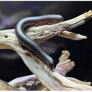 Dark metallic centipede with numerous legs coils along a weathered driftwood branch.
