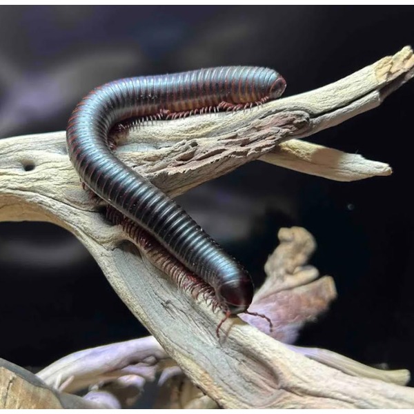 Dark metallic centipede with numerous legs coils along a weathered driftwood branch.