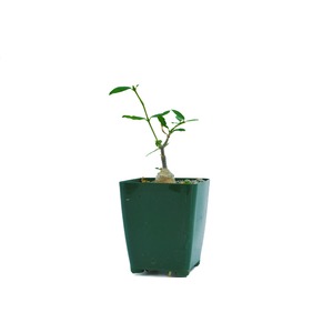 Young plant with thick base and green leaves in a dark green pot
