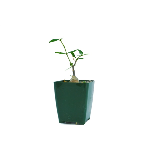 Young plant with thick base and green leaves in a dark green pot