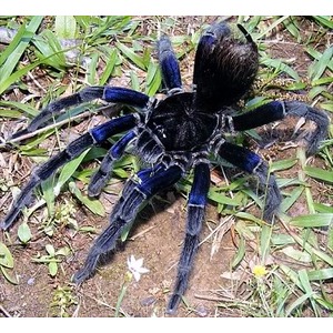 Blue-black tarantula on dirt and grass, eight legs splayed, close-up.