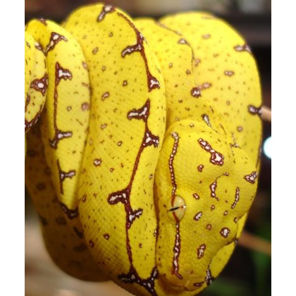 cluster of bright yellow Buddha's hand citron fruits with brown markings on the peels