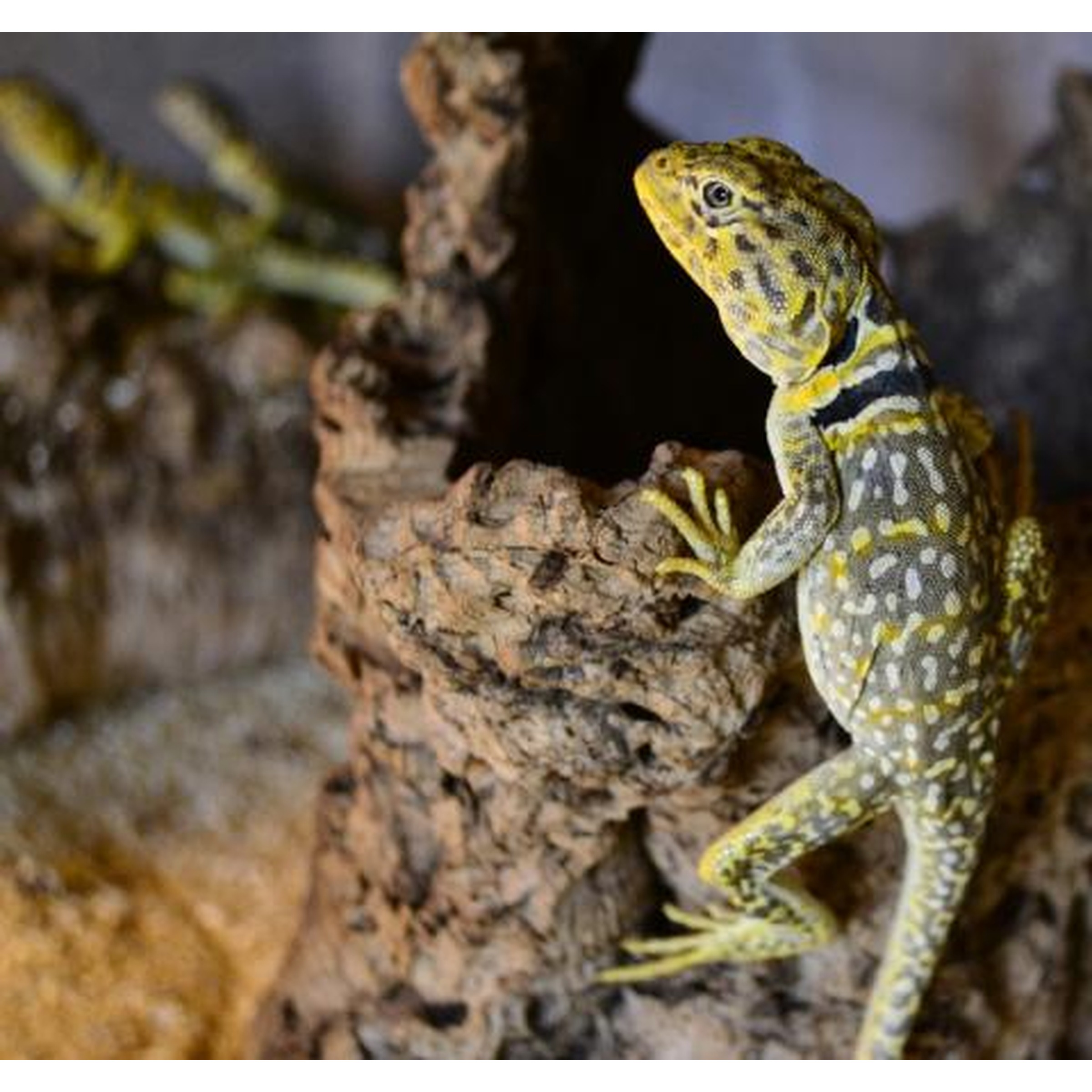 Yellow and gray patterned lizard clinging to a rocky surface, looking upward.