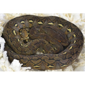Coiled python with brown and tan geometric pattern on light bedding.