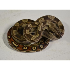 Coiled brown patterned snake with beige blotches resting on a light surface.