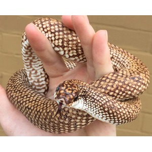 Snake with brown beige scales coiled around a hand, head near the fingertips with tongue extended.
